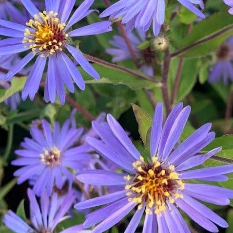 Aster frikartii 'Wunder von Stafa'  9cm