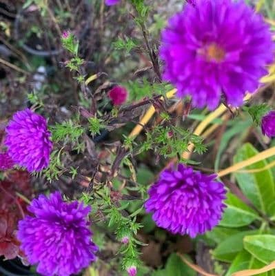 Aster 'Henry I' Purple  2L
