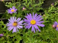 Aster thomsonii    2L   SOLD OUT