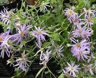 Aster thomsonii    2L   SOLD OUT