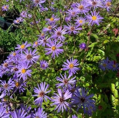 Aster 'Twilight'  (macrophylla)  3L