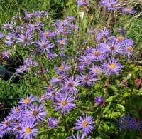 Aster 'Twilight' (macrophyllus)  9cm