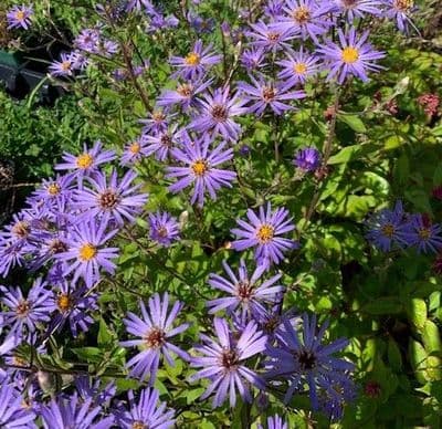 Aster 'Twilight' (macrophyllus)  9cm