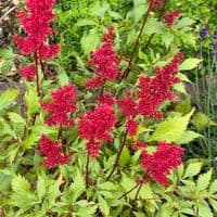 Astilbe arendsii Fanal