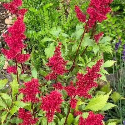 Astilbe arendsii 'Fanal'  2L