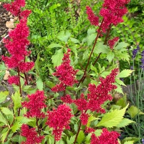 Astilbe arendsii Fanal