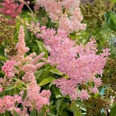 Astilbe 'Astary Rose'  2L