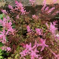 Astilbe 'Delft Lace'  2L