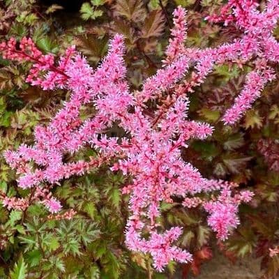 Astilbe 'Delft Lace'  2L