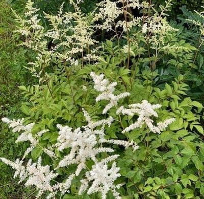 Astilbe 'Deutschland'  5L