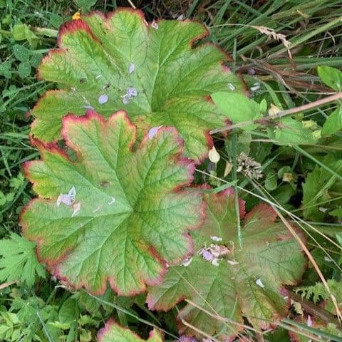 Astilboides tabularis  5L