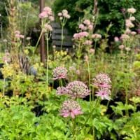 Astrantia maj. 'Florence'  3L