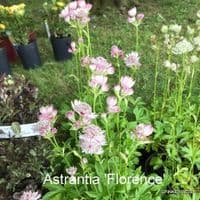 Astrantia maj. 'Florence'  3L