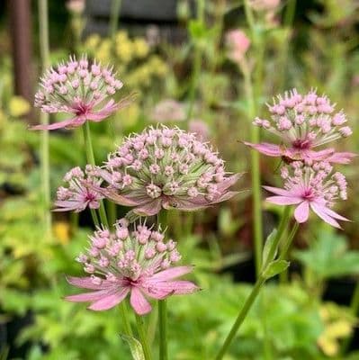Astrantia maj. 'Florence'  3L