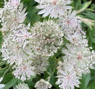 Astrantia major 'Alba'  2L