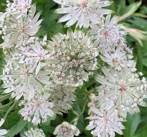 Astrantia major 'Alba'  2L