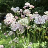 Astrantia major 'Buckland' 2L