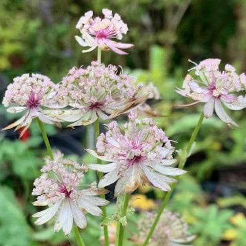 Astrantia major 'Buckland' 2L
