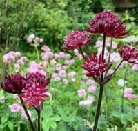 Astrantia major 'Gill Richardson' Group  2L