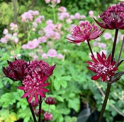 Astrantia major 'Gill Richardson' Group  2L