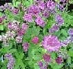 Astrantia major 'Pink Penny'  2L SOLD OUT