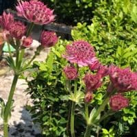 Astrantia major 'Roma'  9cm   SOLD OUT