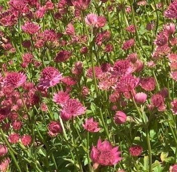 Astrantia major 'Roma'  9cm   SOLD OUT