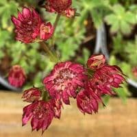 Astrantia major 'Ruby Wedding'  2L