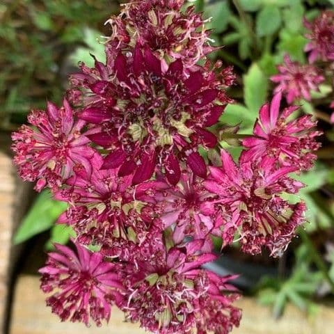 Astrantia major 'Ruby Wedding'  2L