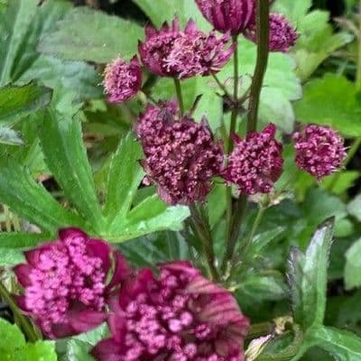 Astrantia major 'Sparkling Stars Red'  2L