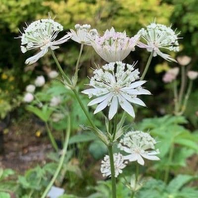Astrantia major 'Sparkling Stars White  2L