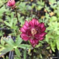 Astrantia major 'Star of Love'  2L