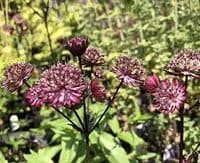 Astrantia major 'Star of Love'  2L