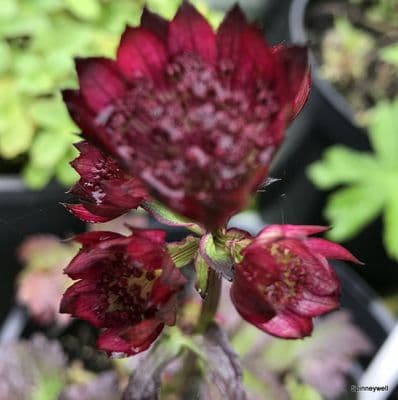 Astrantia major 'Star of Love'  2L