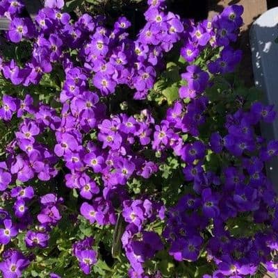 Aubretia 'Blue Eye'  1L