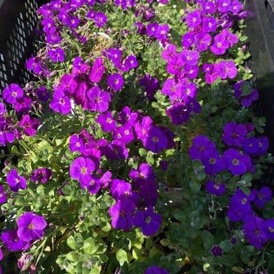 Aubretia 'Kitte'  1L