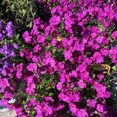Aubretia 'Neon Pink'  1L