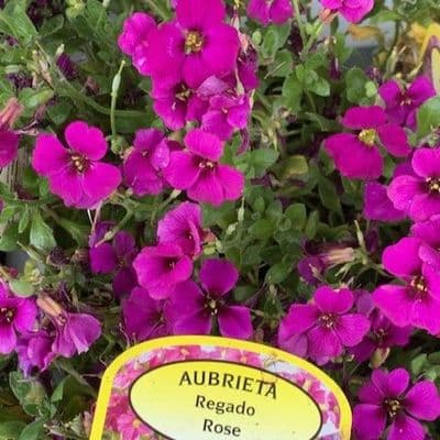 Aubretia 'Regado Rose'  1L