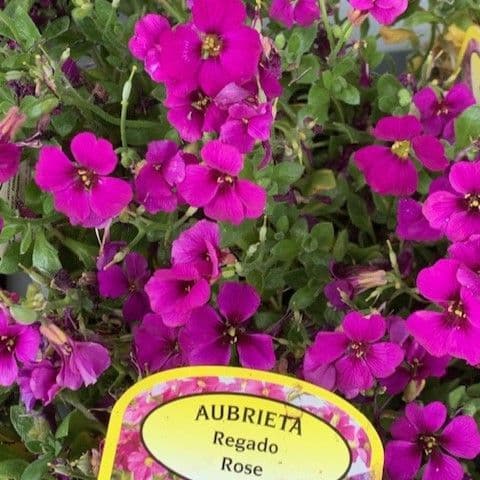 Aubretia 'Regado Rose'  1L