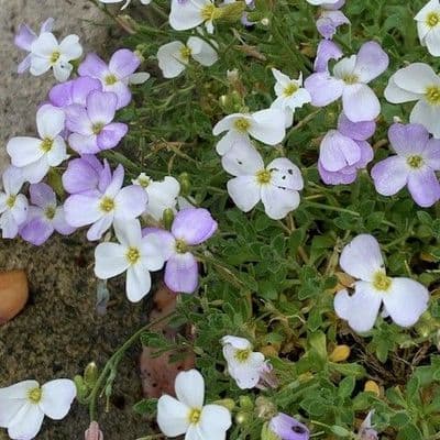 Aubretia Regado White (Alba)  9cm