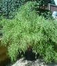 Bamboo Fargesia 'Bimbo'  2L