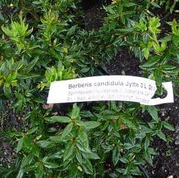 Berberis candidula Jyette 3L