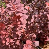 Berberis 'Chocolate Summer'  3L READY MARCH 2022