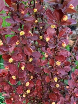 Berberis 'Chocolate Summer'  3L READY MARCH 2022