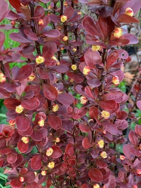 Berberis 'Chocolate Summer'  3L READY MARCH 2022