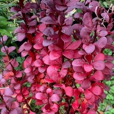Berberis 'Helmond Pillar'  3L