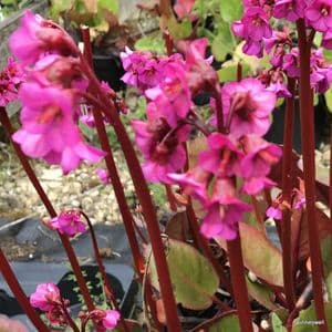 Bergenia 'Eroica'  2L