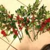 Berried Holly 18 stems approx 0.5kg