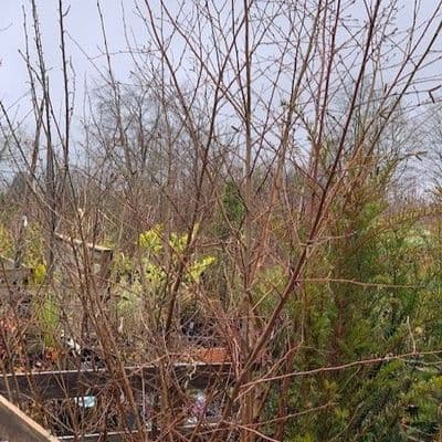 Betula pendula 1.5-2m  COLLECTION ONLY