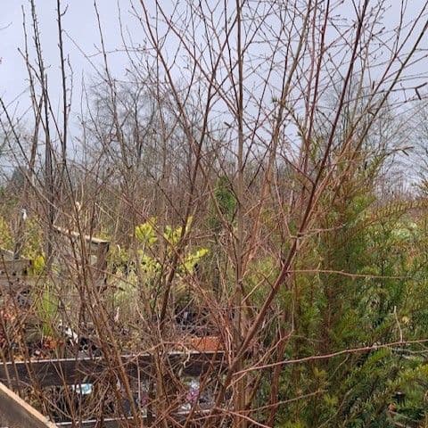 Betula pendula 1.5-2m  COLLECTION ONLY